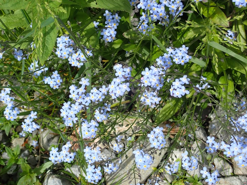 img00068.jpg