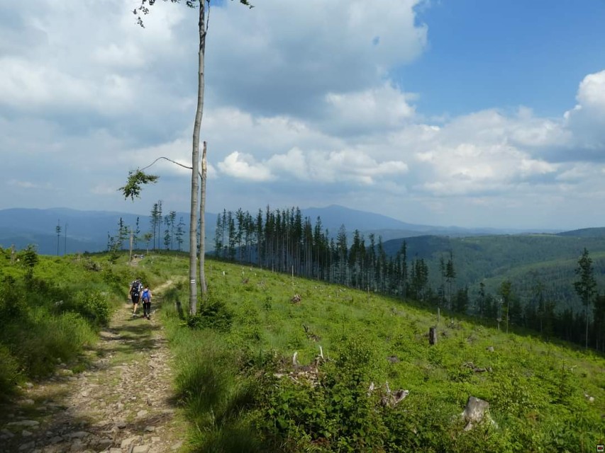 img00036.jpg