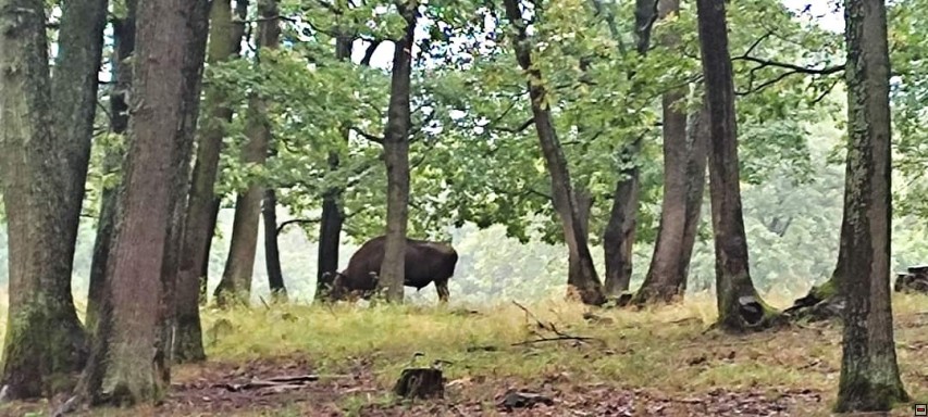 img00019.jpg