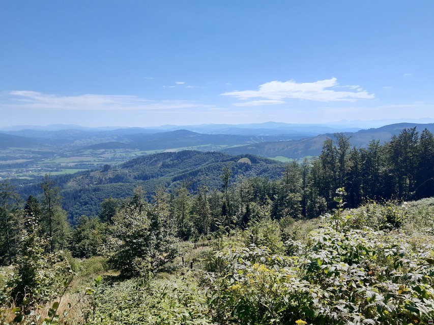img00017.jpg
