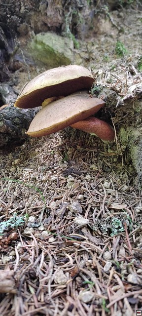 img00037.jpg