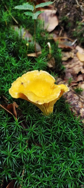 img00038.jpg
