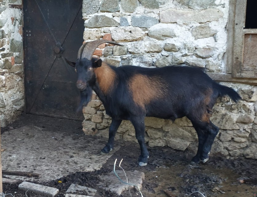 img00050.jpg