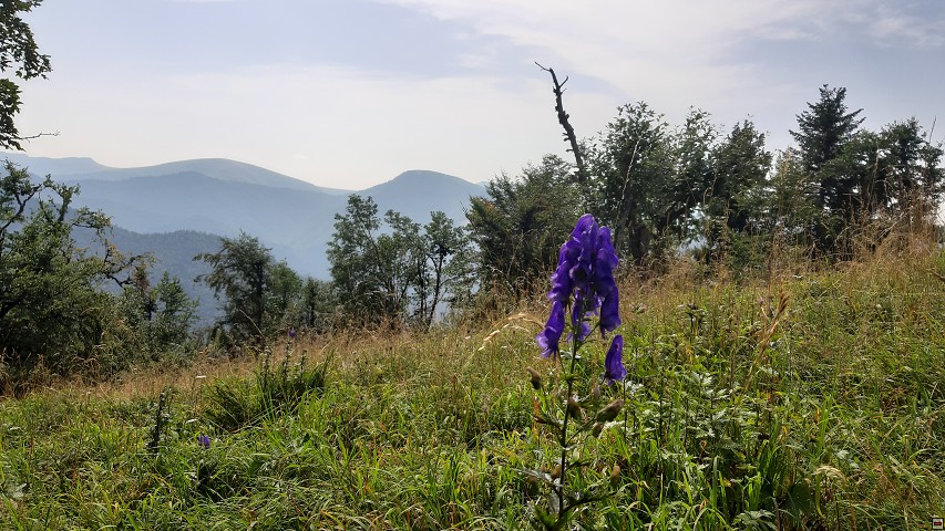 img00022.jpg