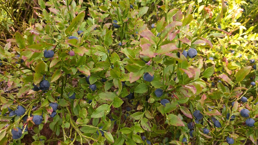 img00032.jpg