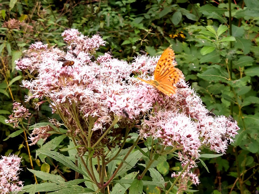 img00041.jpg
