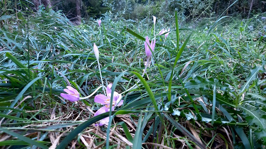 img00035.jpg