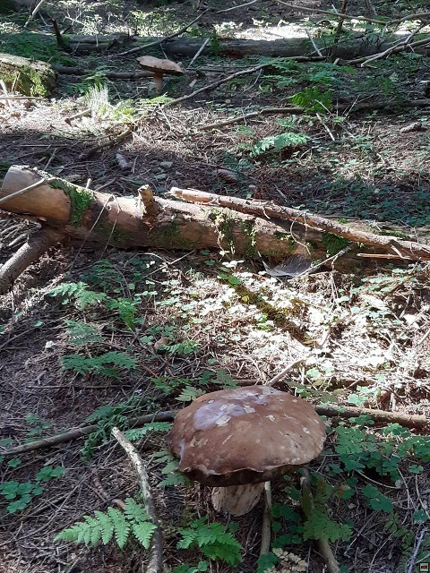 img00032.jpg
