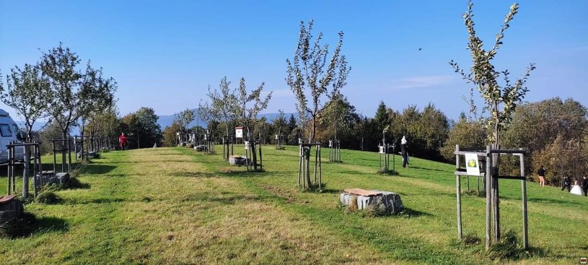 img00010.jpg