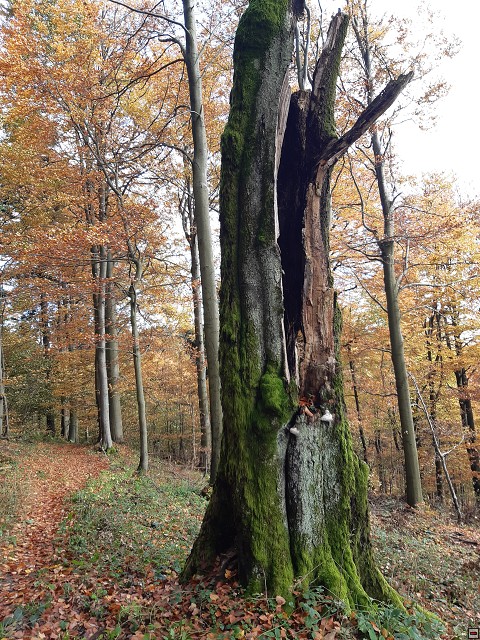 img00020.jpg