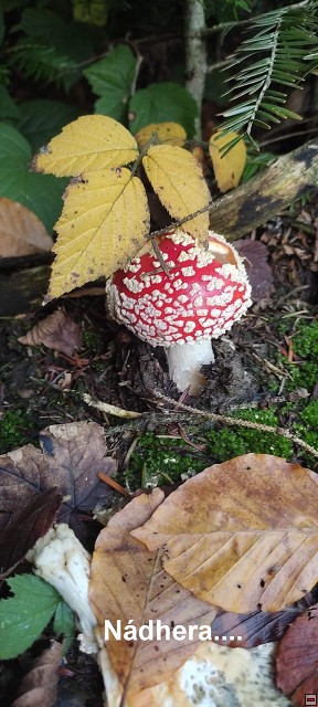 img00032.jpg