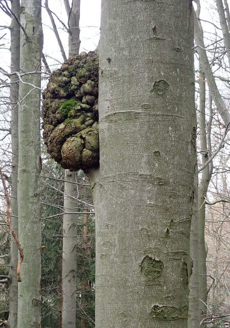 img00013.jpg