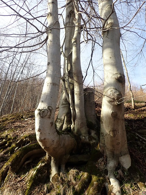 img00040.jpg