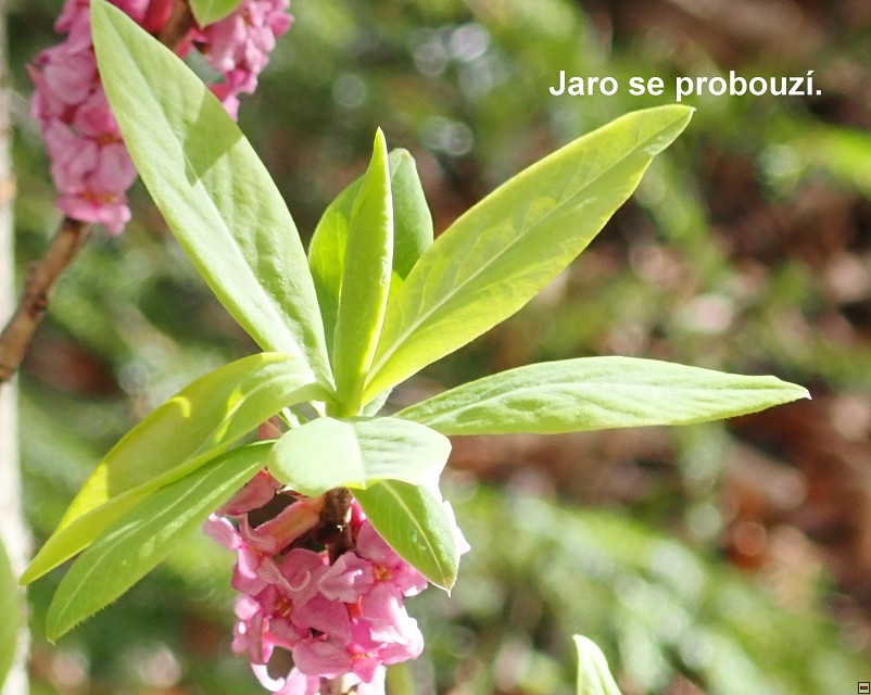 img00057.jpg