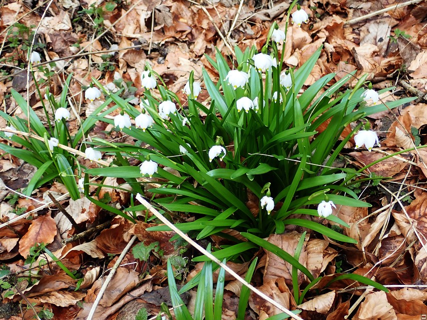img00058.jpg