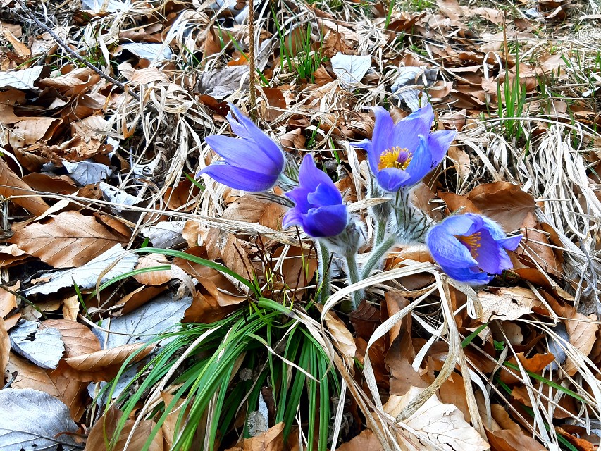 img00026.jpg