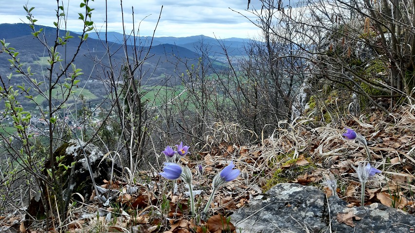 img00028.jpg