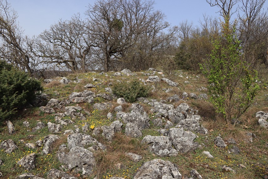 img00007.jpg