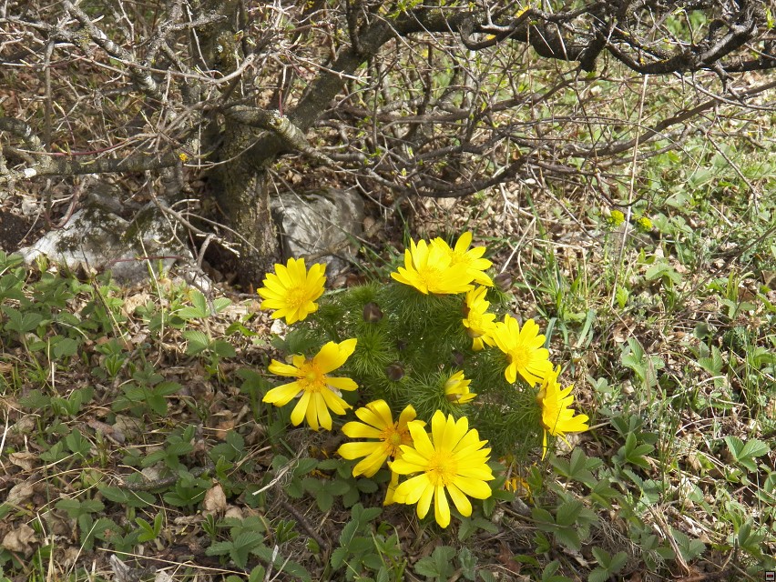img00010.jpg