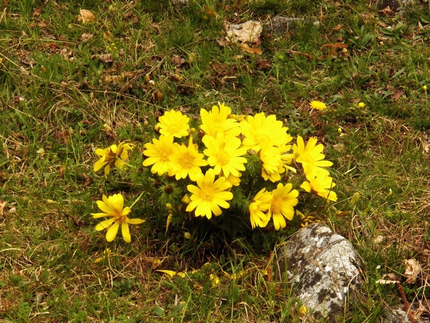 img00019.jpg