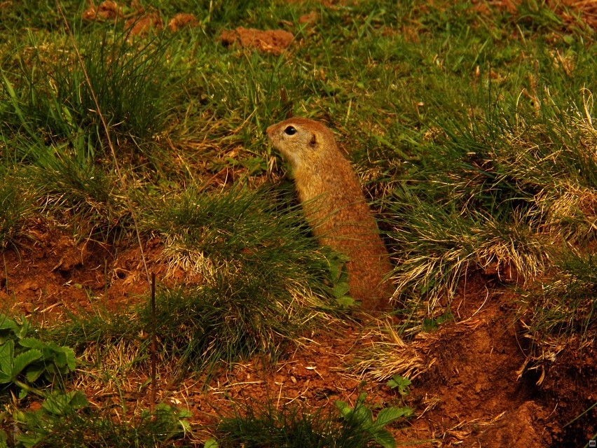 img00010.jpg