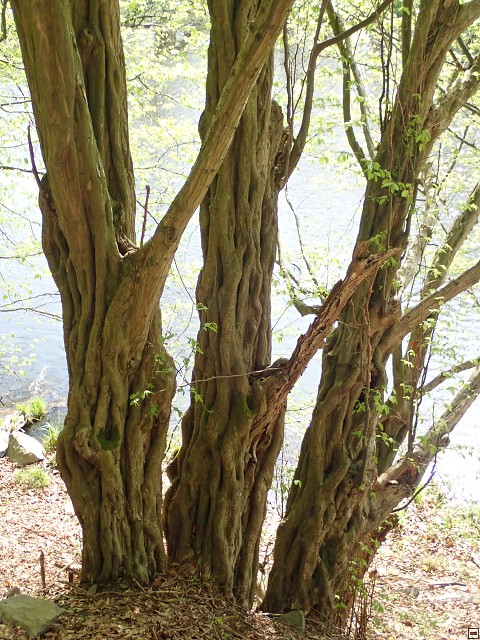 img00019.jpg