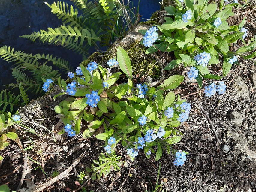 img00035.jpg