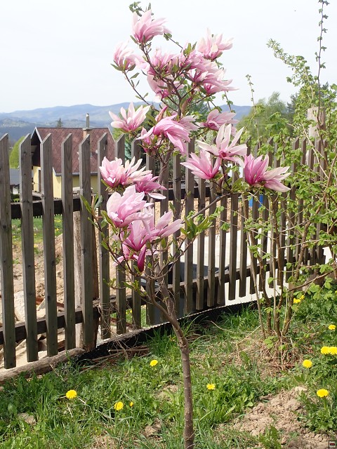 img00029.jpg