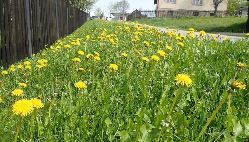 img00030.jpg
