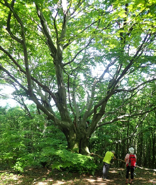 img00062.jpg