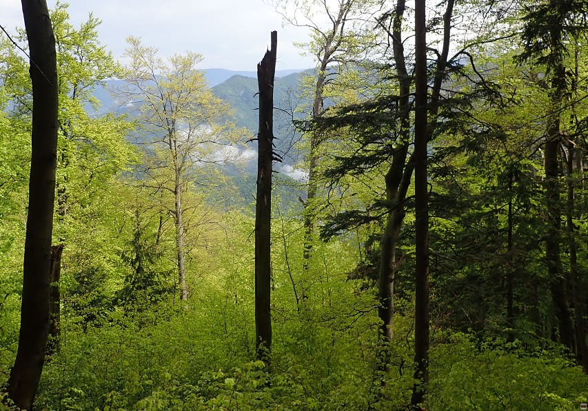 img00026.jpg