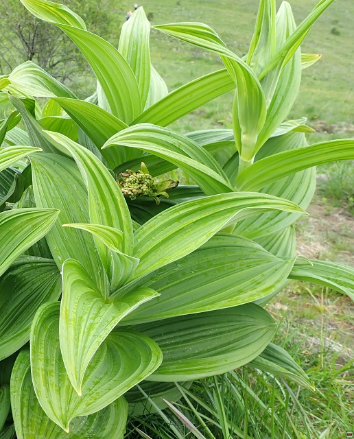 img00037.jpg