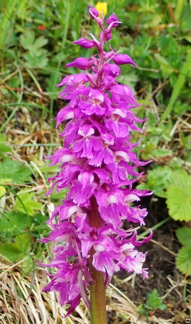 img00058.jpg