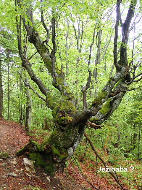 img00082.jpg