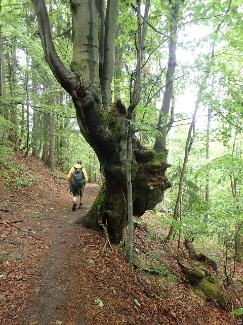 img00083.jpg