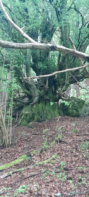 img00115.jpg