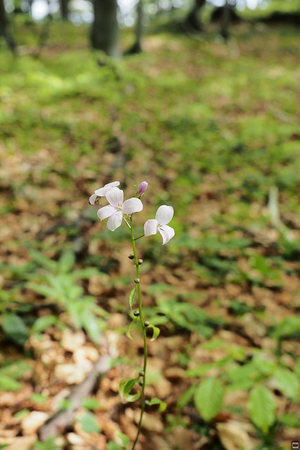 img00004.jpg