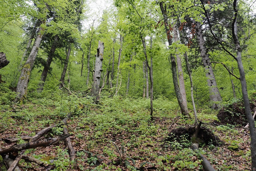 img00005.jpg
