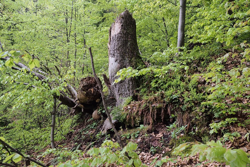 img00006.jpg