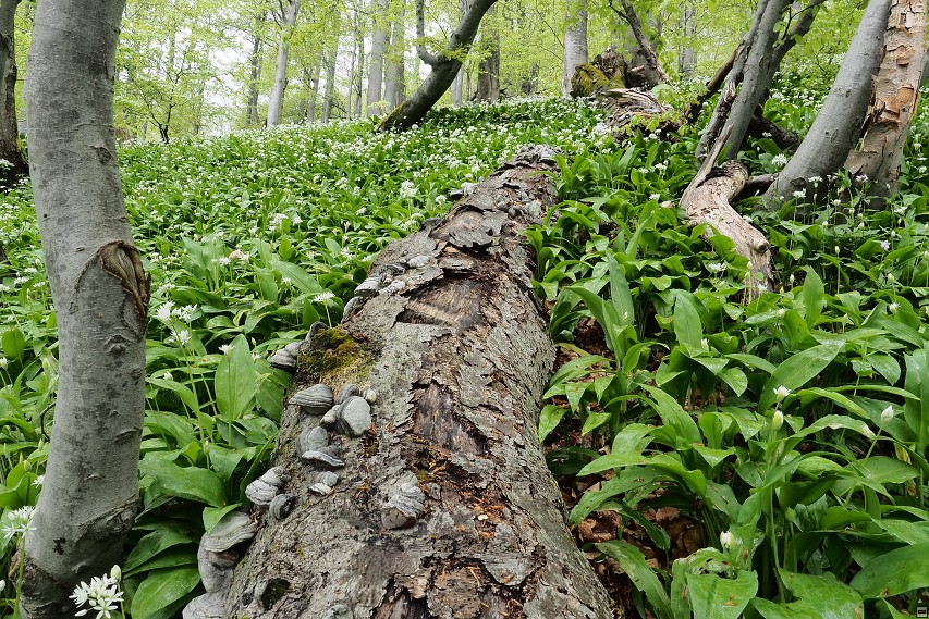 img00010.jpg