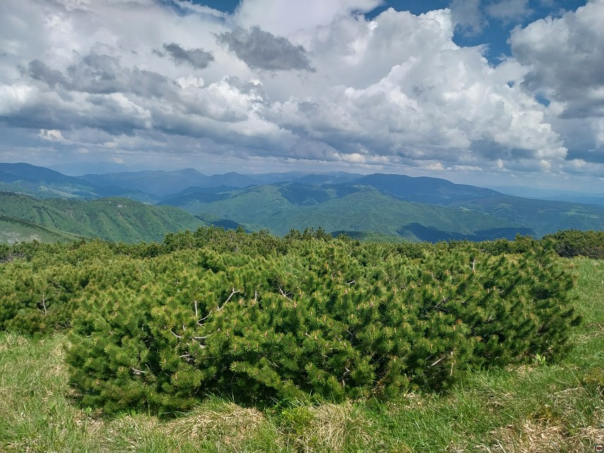 img00009.jpg