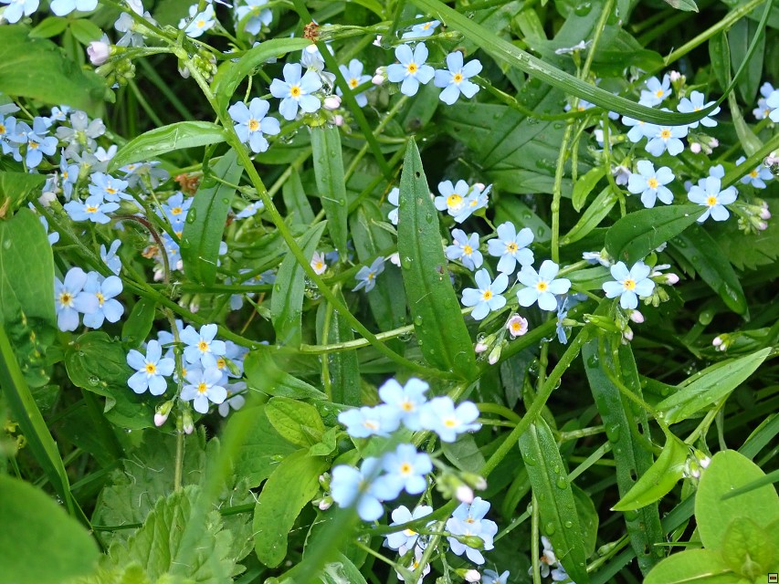 img00006.jpg