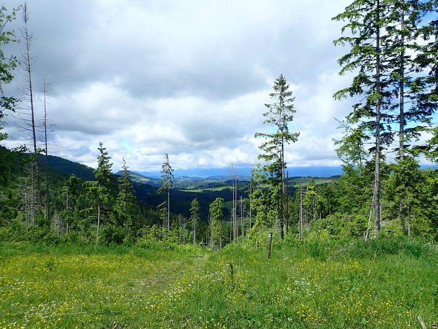 img00012.jpg