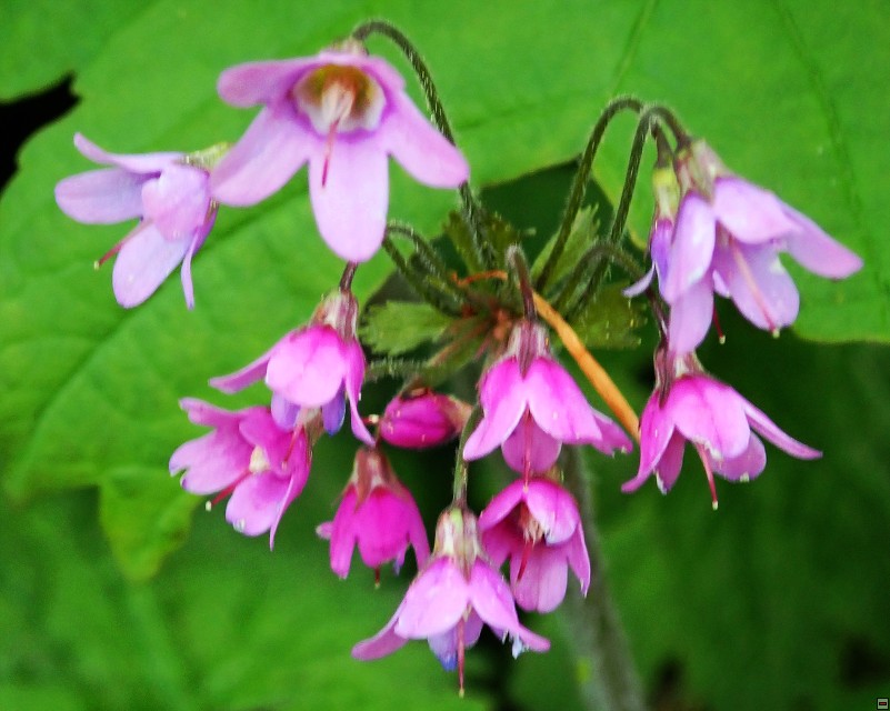 img00015.jpg