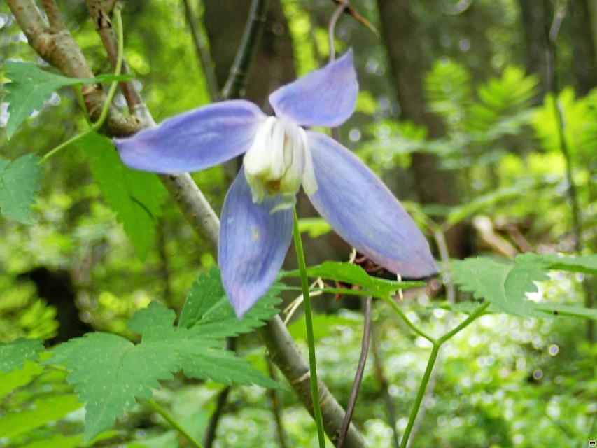img00017.jpg