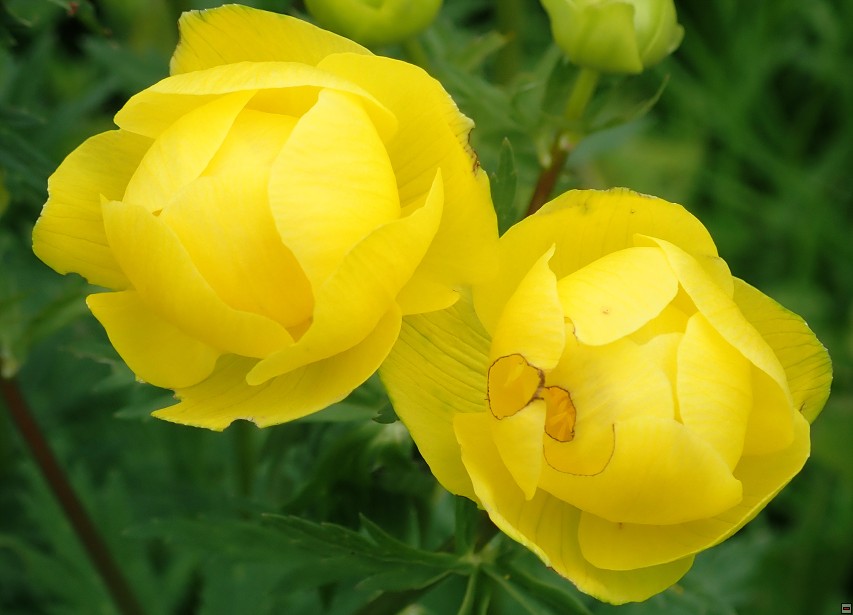 img00039.jpg