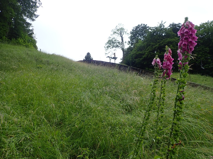 img00037.jpg
