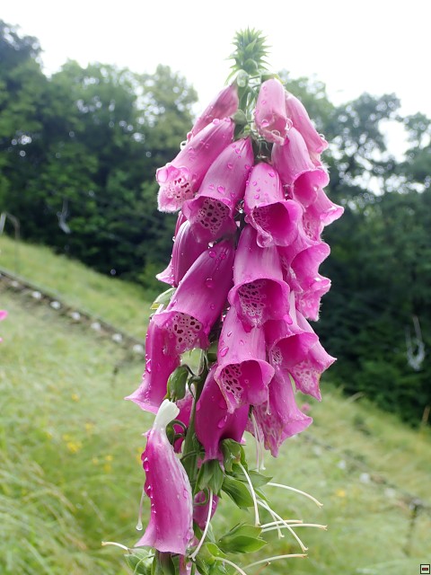img00038.jpg
