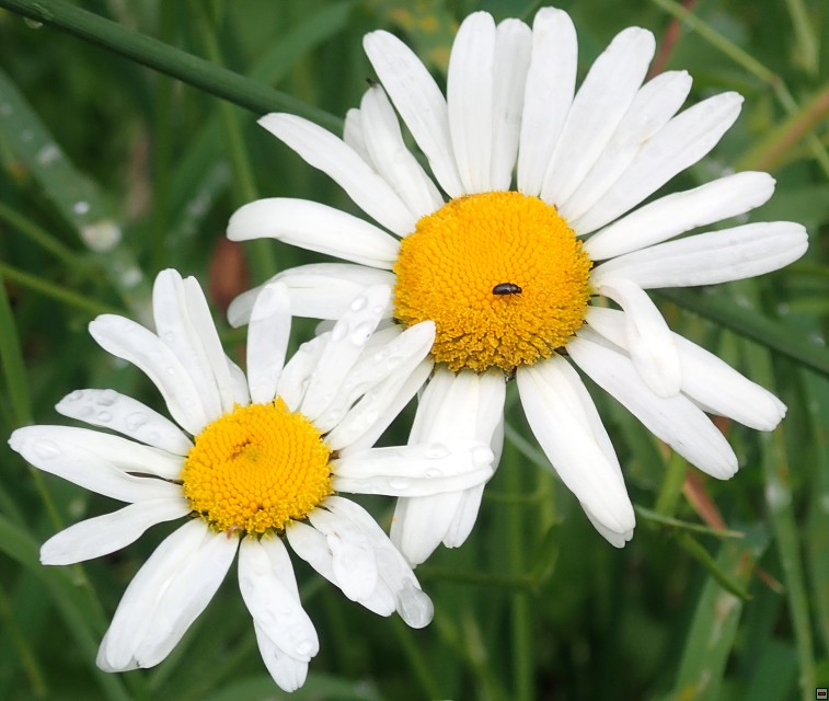 img00040.jpg