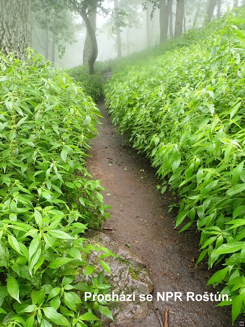 img00006.jpg